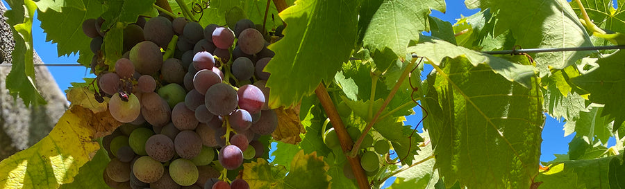 Touriga Nacional