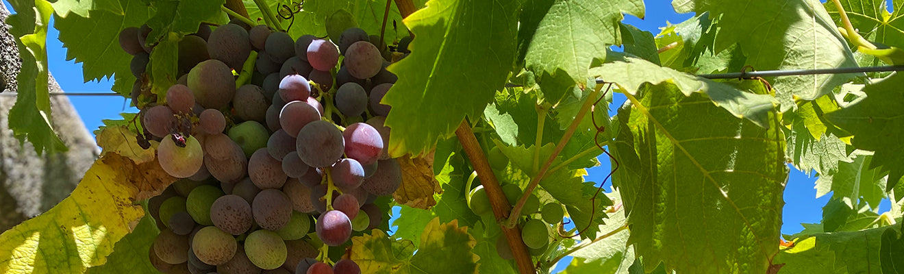 Touriga Nacional The Vinho