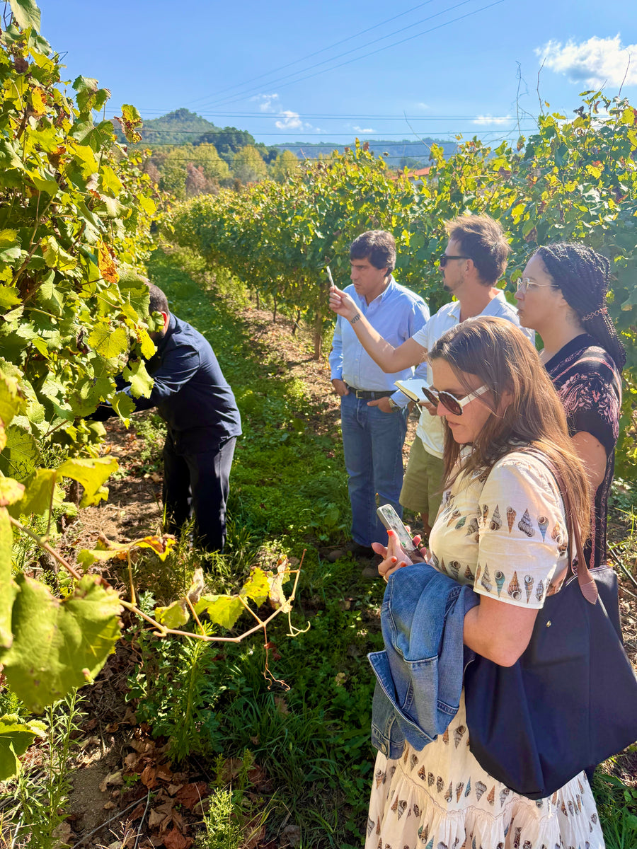 7-Day Guided Tour of Northern Portugal - The Vinho